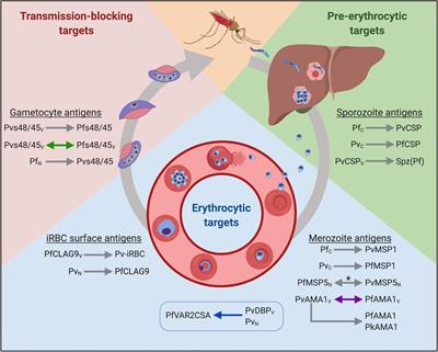 The Case for Exploiting Cross-Species Epitopes in Malaria Vaccine Design